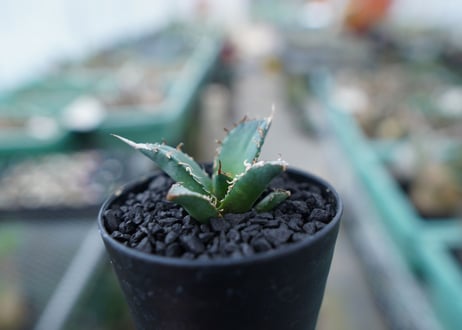 アガベ　チタノタ　FO-76　Agave titanota  FO-76　No.16
