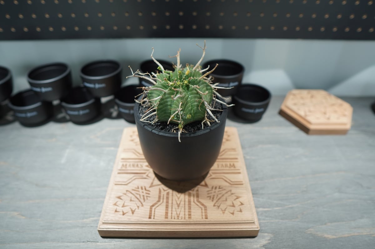 ユーフォルビア スーパーバリダ | mana's farm:塊根植物・アガベ