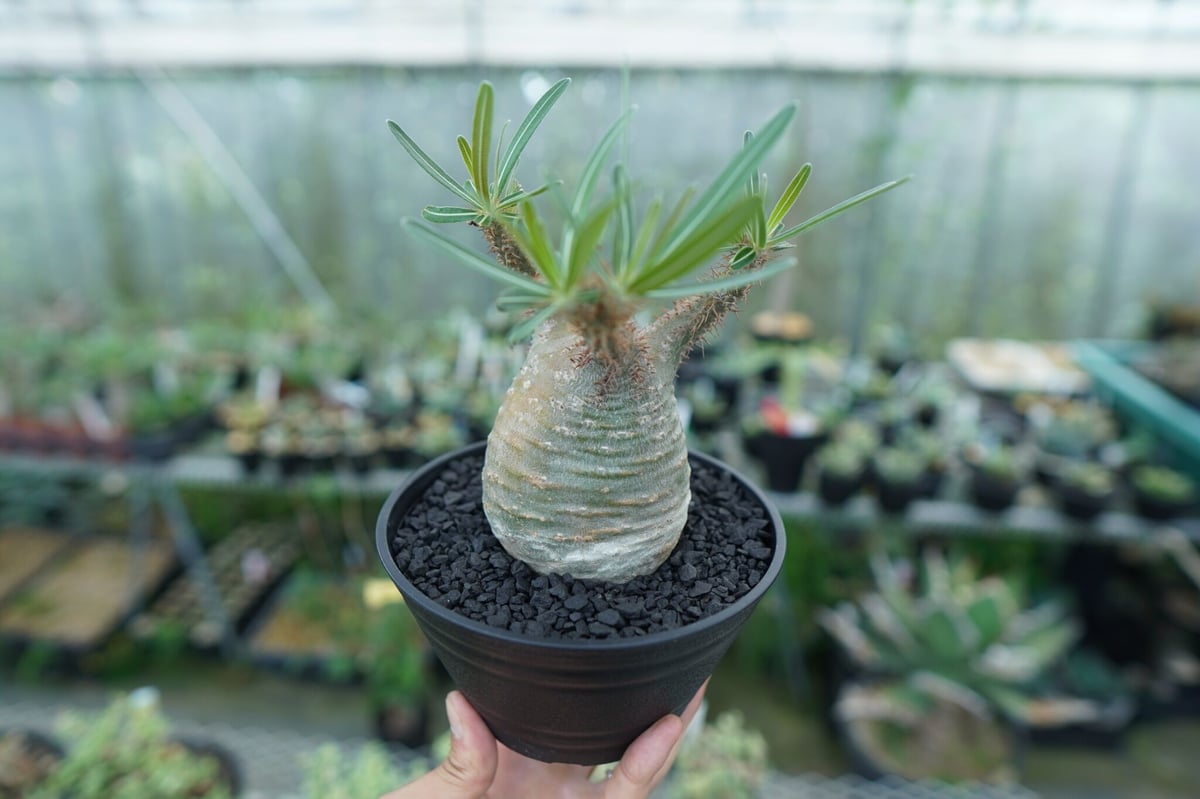 パキポディウム グラキリス Pachypodium Gracilius No.3 | ma