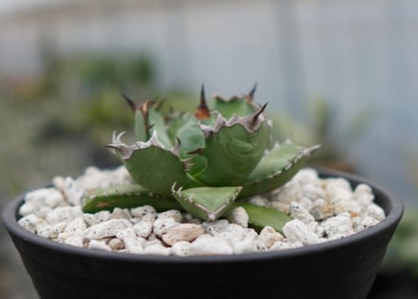 Agave titanota dwarf 姫厳龍NO.7   (G)