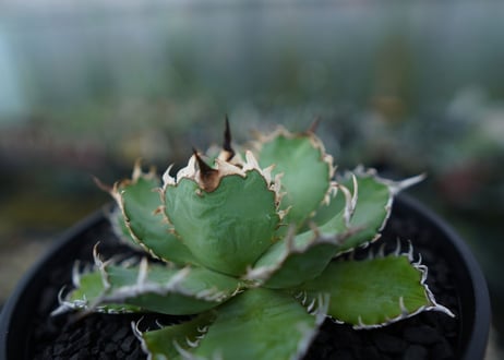 アガベ　チタノタ　フィリグリー　agave titanota filigree　No.1