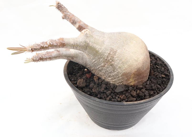 パキポディウム　10株セット❗️ パキポディウム ブレビカリックス | hanayoshi-botanical