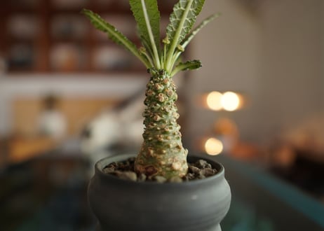 ドルステニア sp.　Dorstenia sp