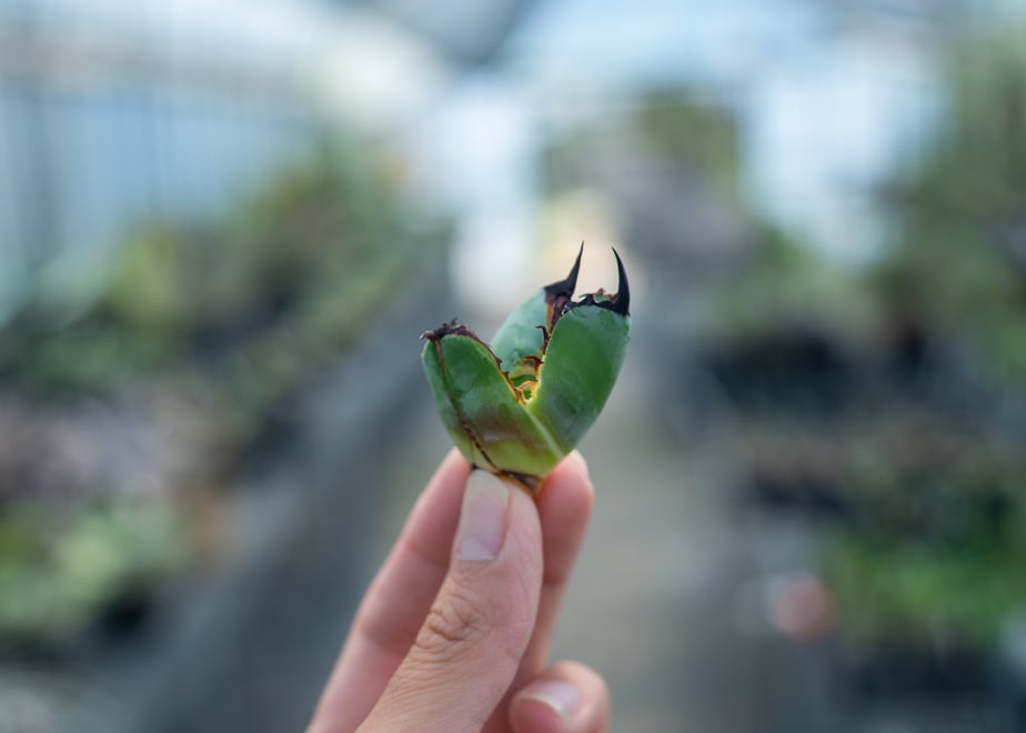 66cea68a8e735f002c837167