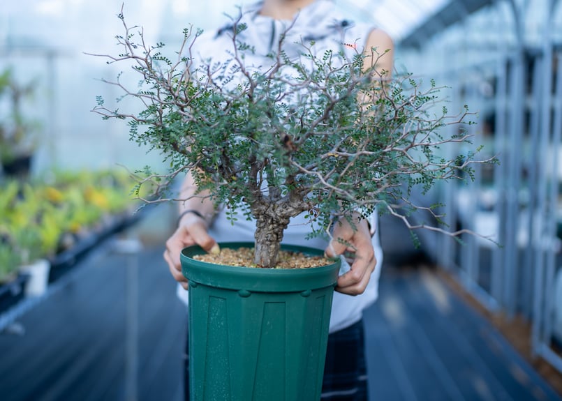 オペルクリカリア パキプス 沖縄実生 | mana's farm:塊根植物・アガベ