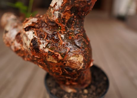 コミフォラ オルビクラリス　commiphora orbicularis