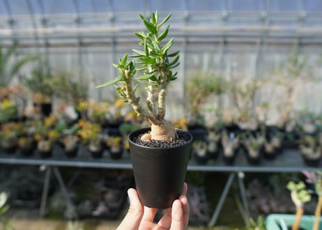 パキポディウム　ビスピノーサム　Pachypodium bispinosum No.2