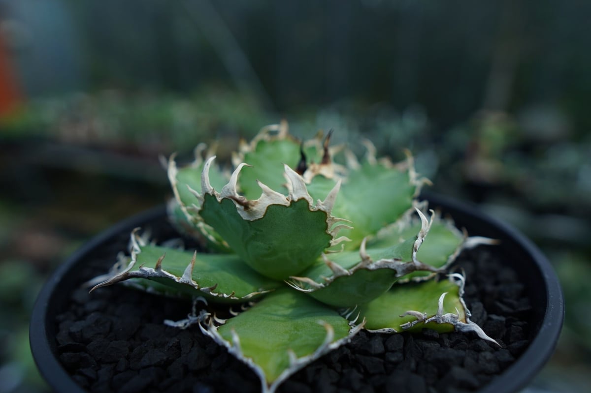 アガベ チタノタ フィリグリー agave titanota filigree No.2 | アガベ チタノタ フィリグリー agave titanota filigree No.2 |