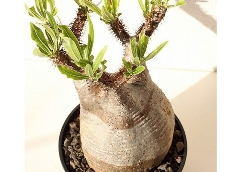 Pachypodium Gracilius パキポディウム グラキリス №9 | mana