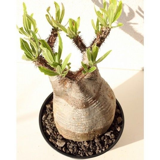 Pachypodium Gracilius パキポディウム グラキリス №9 | mana