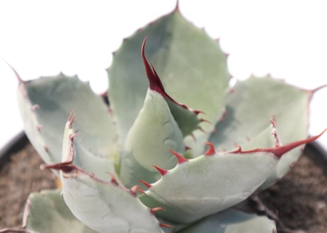 アガベ　パリー　トランカータ　Agave parryi truncata huntington  no.2