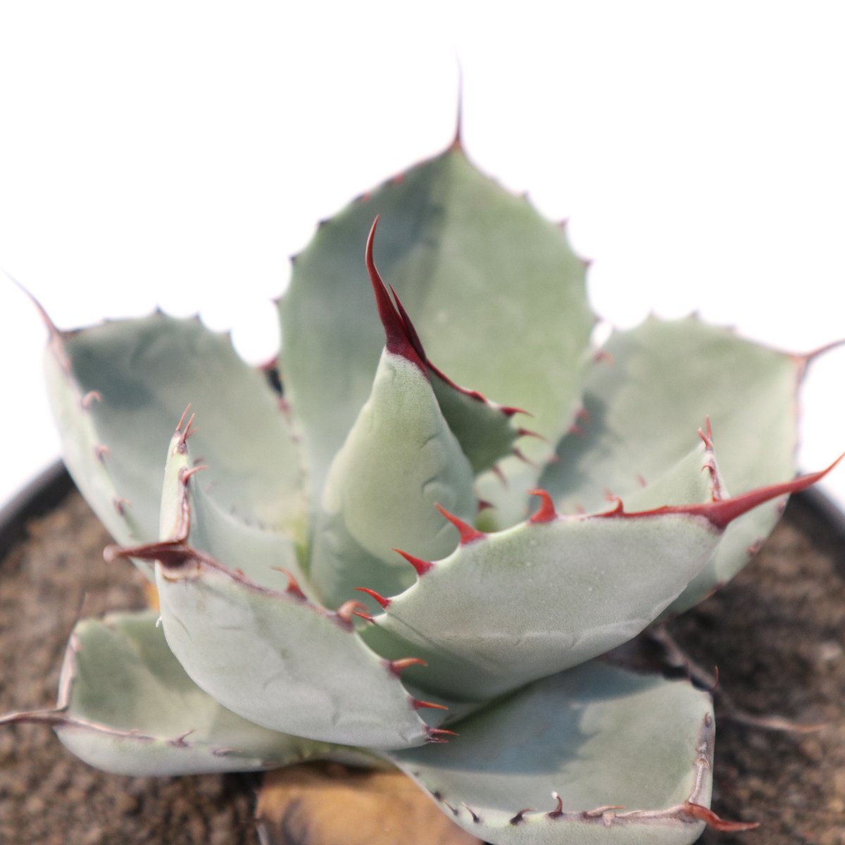 アガベ パリー トランカータ Agave parryi truncata huntington