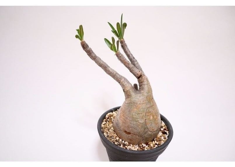 パキポディウム グラキリス 36 | mana's farm:塊根植物・アガベ