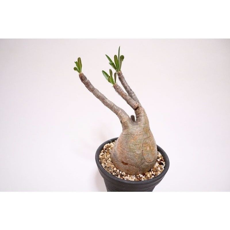 36.パキポディウム グラキリス パキポディウム グラキリス 36 | mana's farm:塊根植物・アガベ