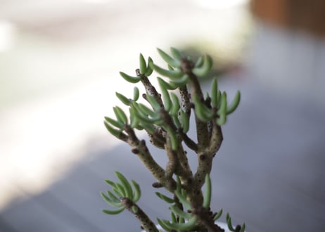 チレコドン ブッコルジアヌス　Tylecodon buchholzianus