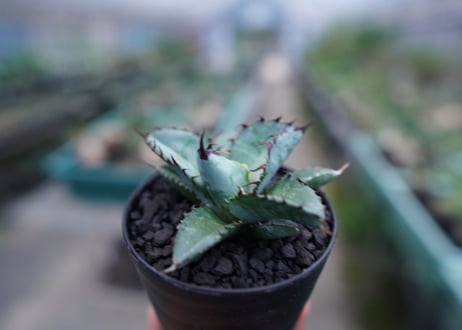 アガベ　チタノタ　 ブラックアンドブルー 　Agave titanota black and blue　No.5