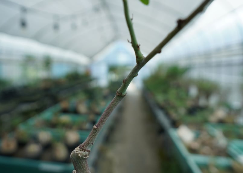アデニア グラウカ Adenia glauca | mana's farm:塊根植物