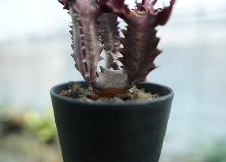 ユーフォルビア　トリゴナ　Euphorbia trigona