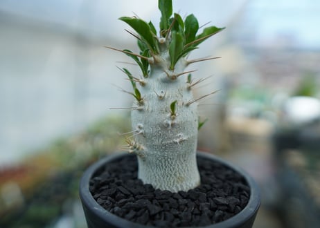 パキポディウム　サンデルシー　Pachypodeium saundersii  No.8