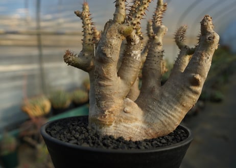 パキポディウム マカイエンセ　Pachypodium makayense　No.3