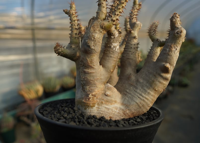 パキポディウム マカイエンセ Pachypodium makayense No.3 | man