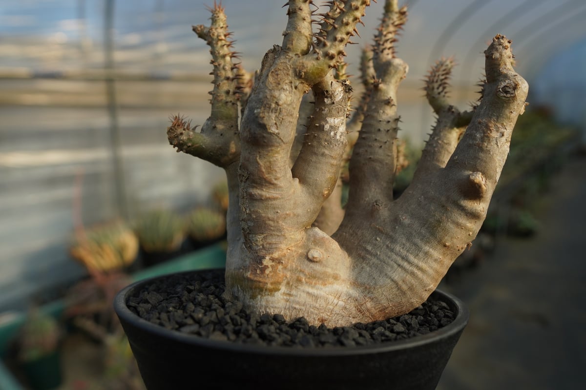 パキポディウム マカイエンセ Pachypodium makayense No.3 | man