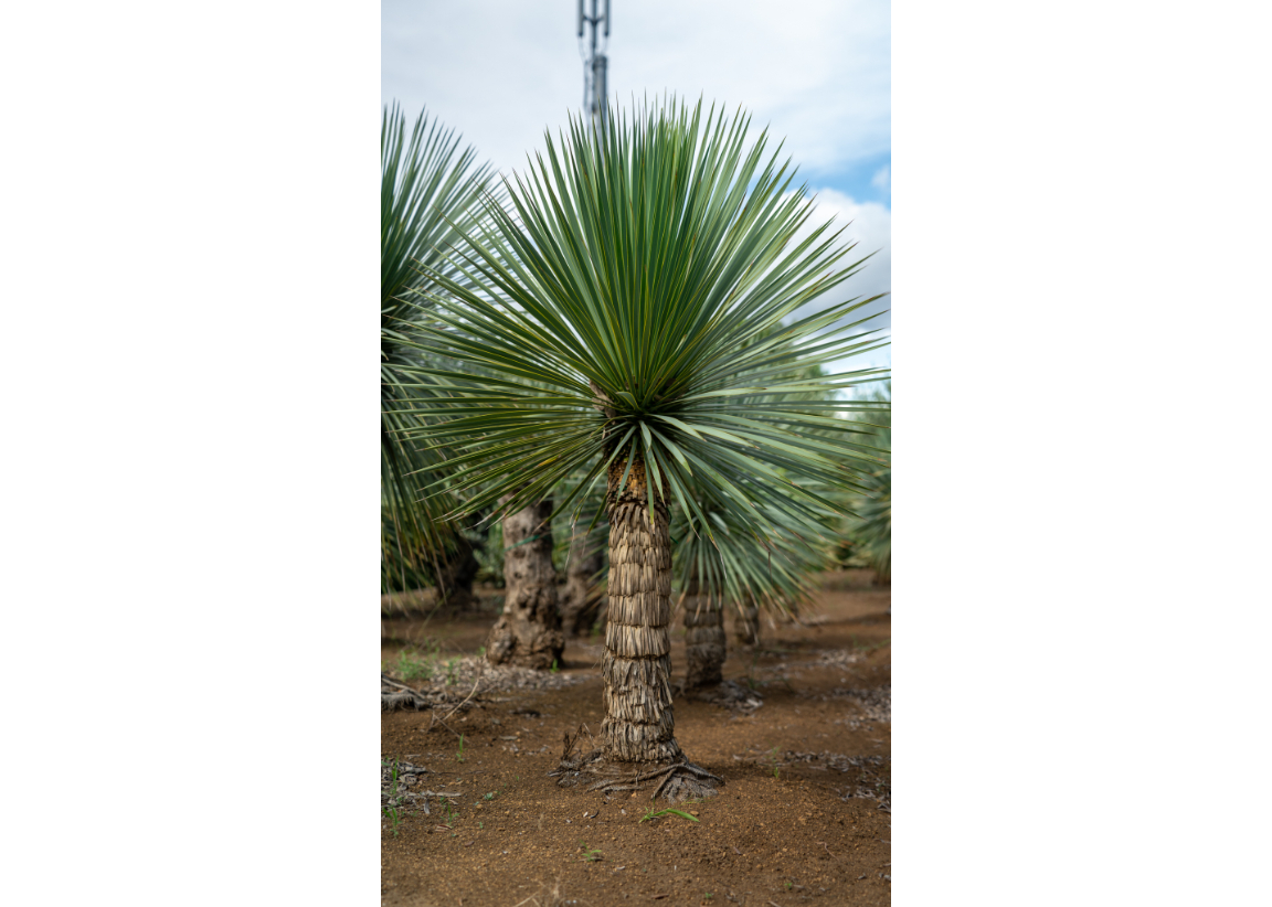 極上株】ロストラータ｜抜群のブルー＆完璧な根張り／一点物 | mana's