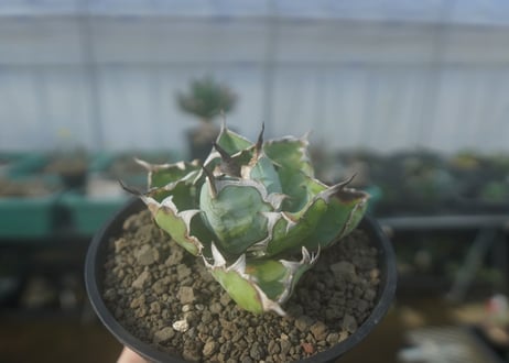 アガベ　チタノタ　 ブラックアンドブルー 　Agave titanota black and blue　No.1
