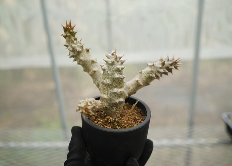 パキポディウム バロニー 沖縄実生 No.2 | mana's farm:塊根植物