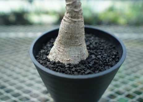 フィランサス　ミラビリス　Phyllanthus mirabilis