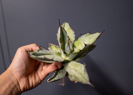 Agave titanota Agave B&B No.2