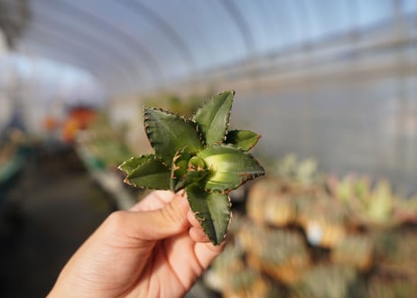 agave titanota ソーラーエクリプス　 NO.4
