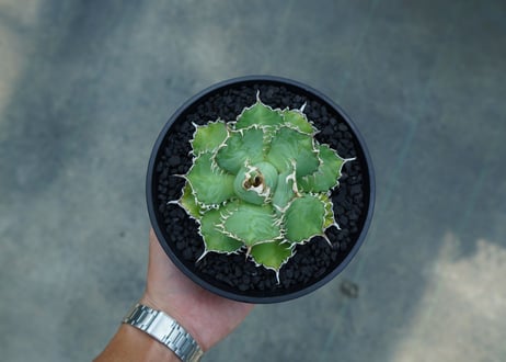 アガベ　チタノタ　フィリグリー　agave titanota filigree　No.2