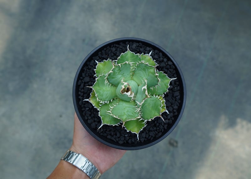 フィリグリー　親株 ザ・ファームセレクト]アガベ：チタノタ フィリグリー 3号鉢植え