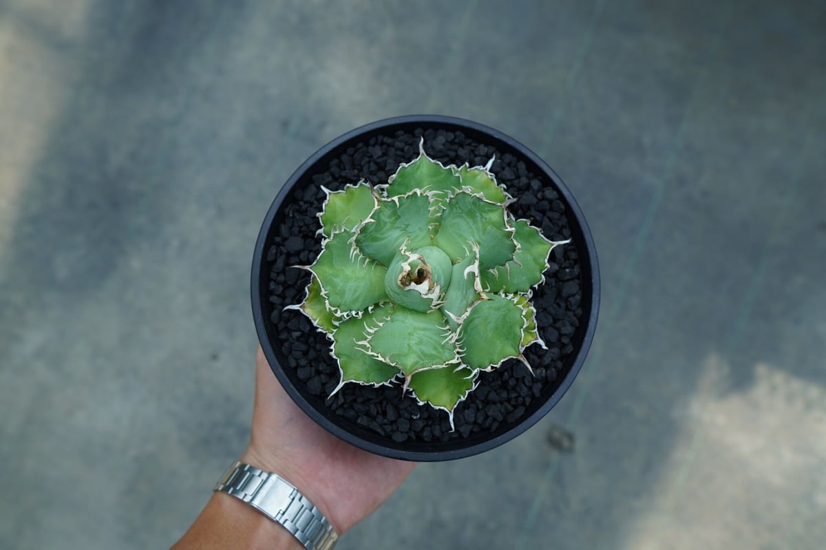 アガベ チタノタ フィリグリー agave titanota filigree No.2 | アガベ チタノタ フィリグリー agave titanota filigree No.2 |