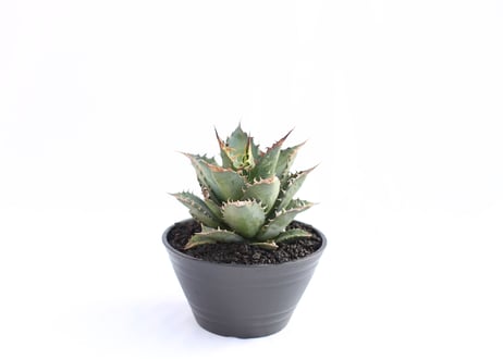 Agave titanota FO-76  compacta  no.１３
