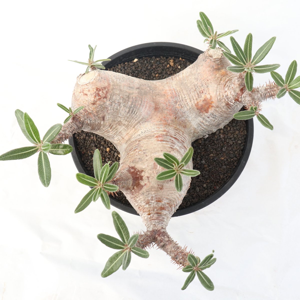 パキポディウム ブレビカリックス | mana's farm:塊根植物・アガベ