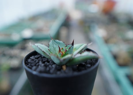 アガベ　チタノタ　 ブラックアンドブルー 　Agave titanota black and blue　No.6