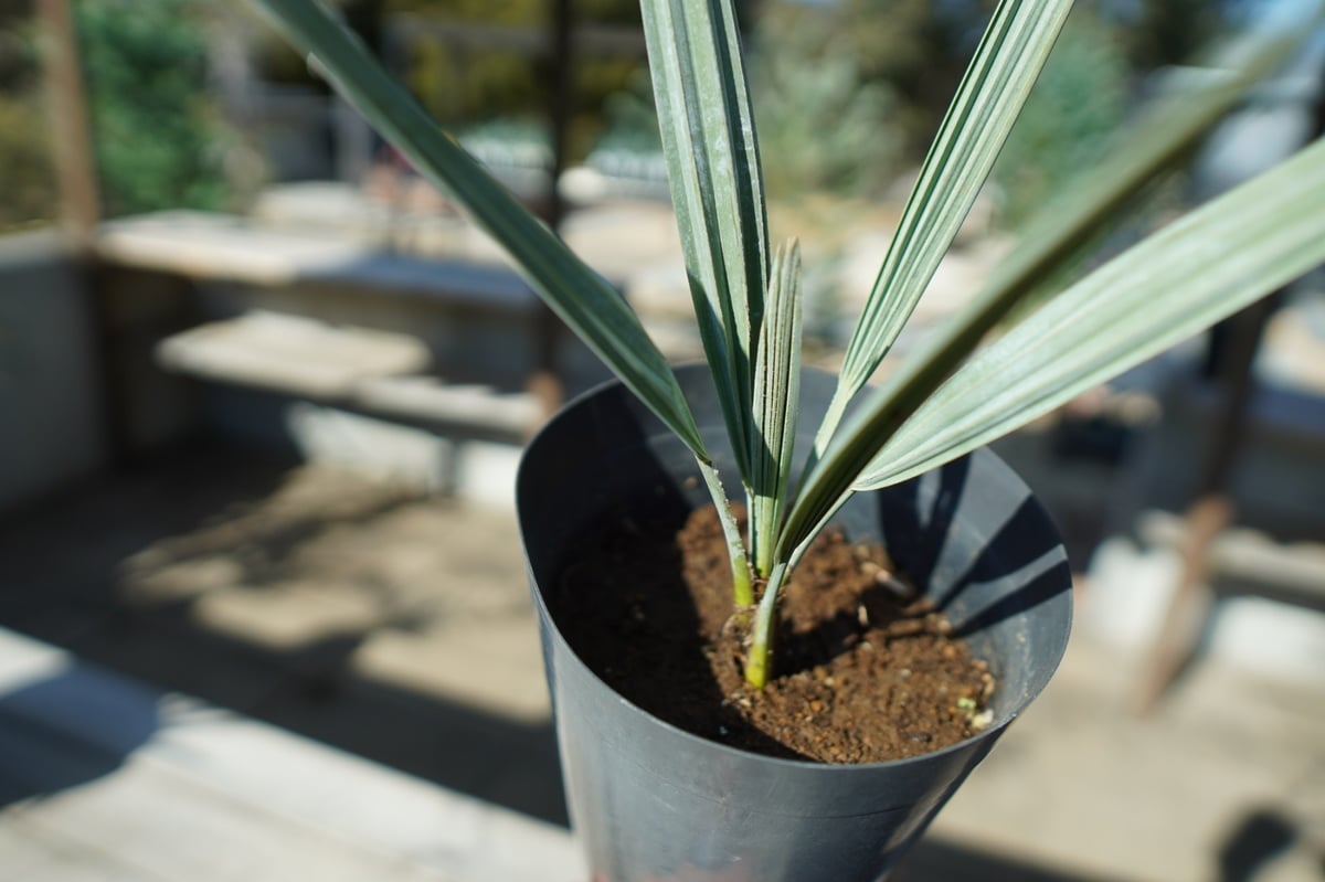 ブラヘア アルマータ brahea armata No.2 | mana's farm:塊根