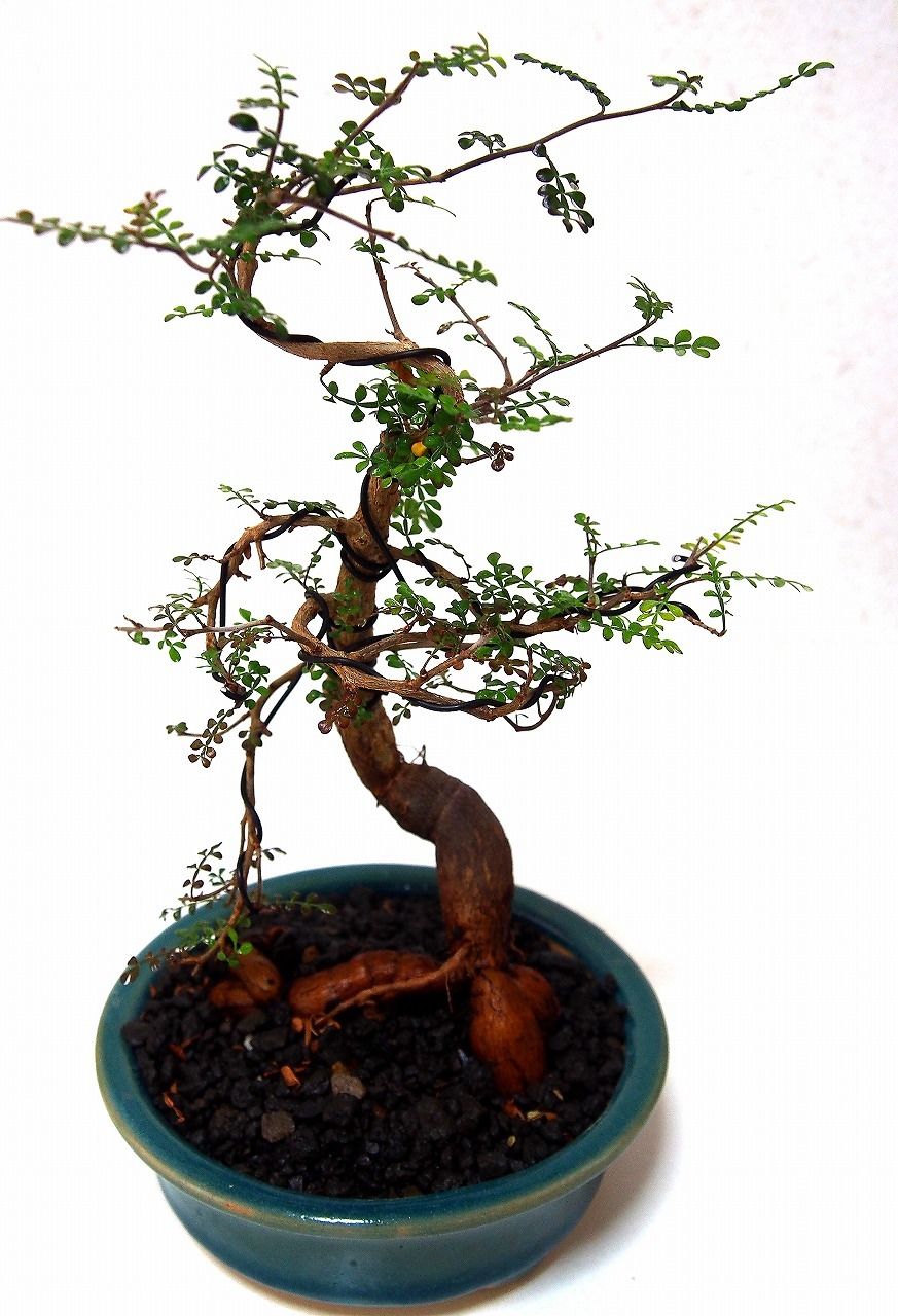 Operculicarya decaryi オペルクリカリア・デカリー | mana's fa