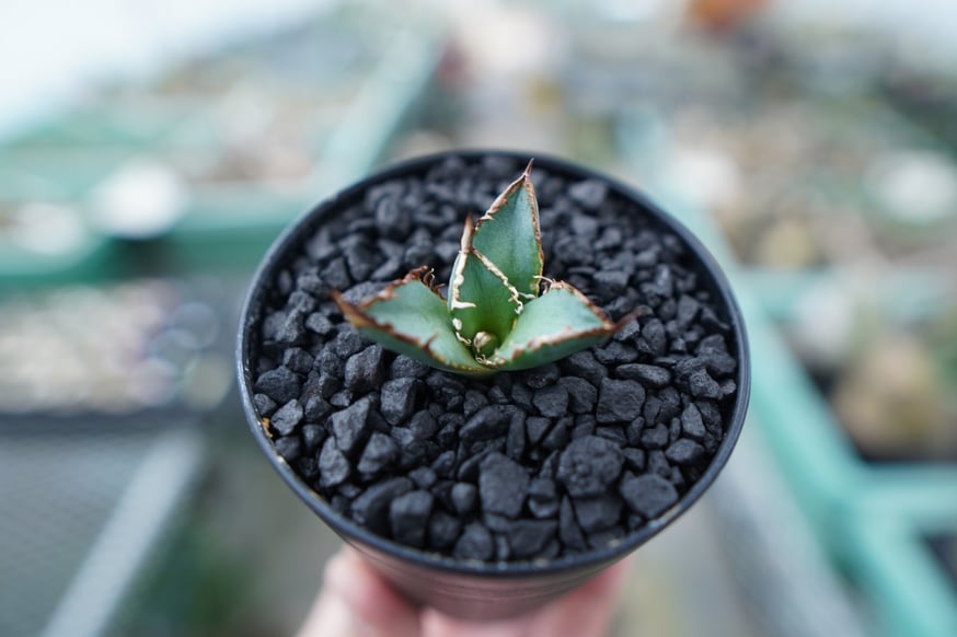 For Sale祭】アガベ小苗の選び方 | mana's farm:塊根植物・アガベ