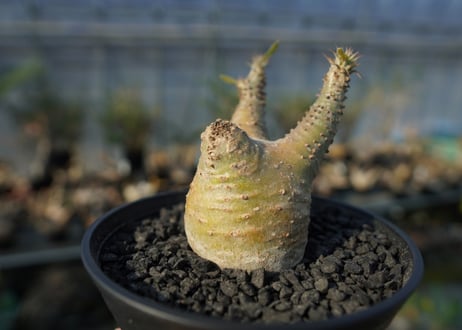 パキポディウム マカイエンセ　Pachypodium makayense　No.6