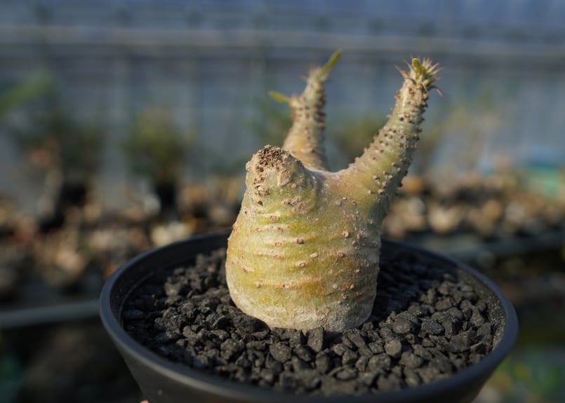 パキポディウム マカイエンセ Pachypodium makayense No.6 | man