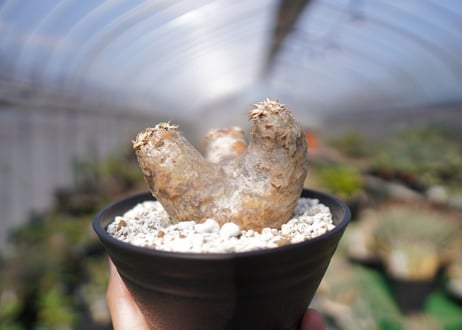 パキポディウム　エブレネウム　Pachypodium eburneum　No.1