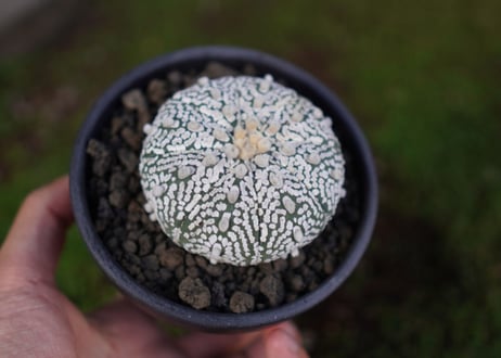 アストロフィツム　スーパー兜 Astrophytum asterias 'Super Kabuto'