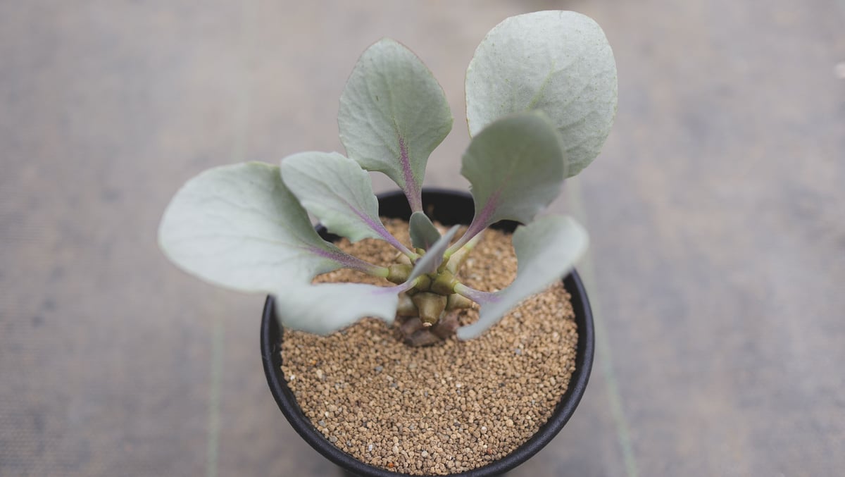 稀少】9 オトンナ へレイ へレー TC株 塊根 コーデックス オトンナ へ