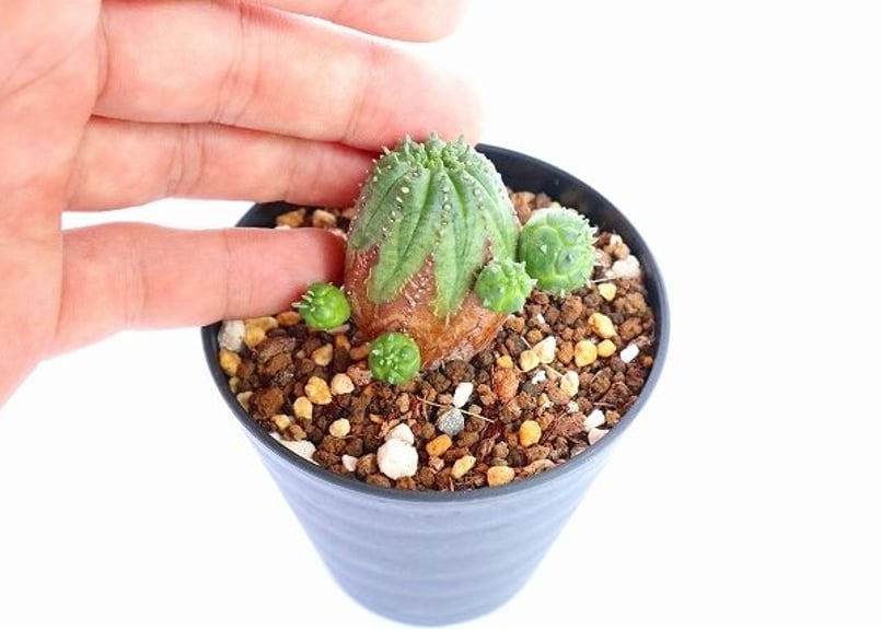 ユーフォルビア オベサ ハイブリッド | mana's farm:塊根植物・アガベ