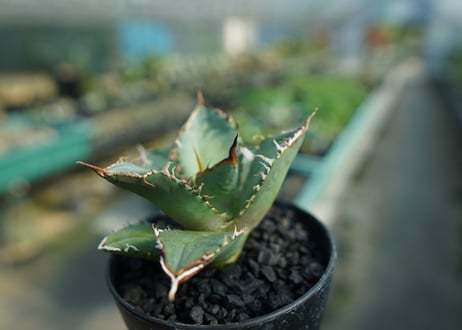 アガベ　チタノタ　FO-76　Agave titanota  FO-76　No.3