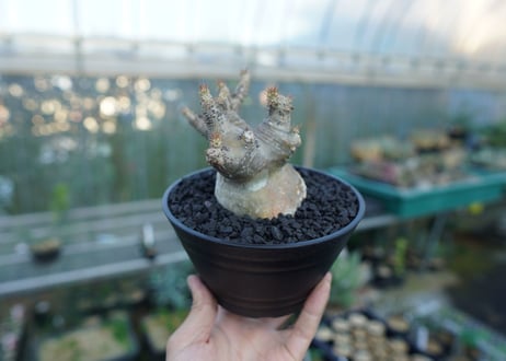 パキポディウム　マカイエンセ　Pachypodium makayense No.1