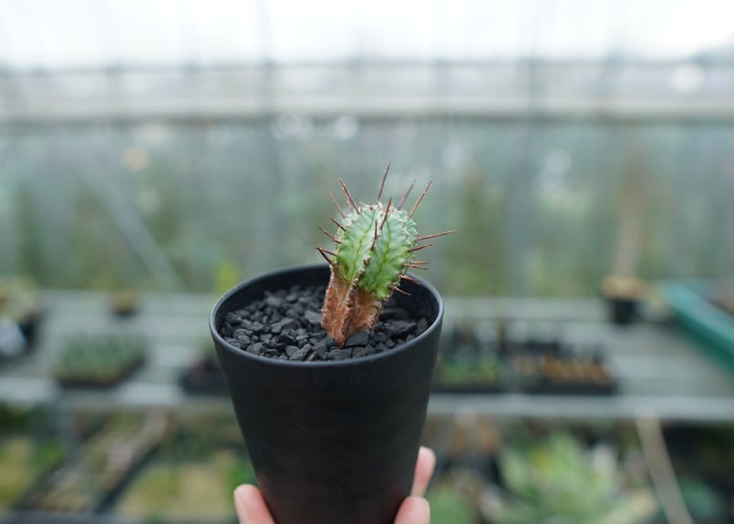 ユーフォルビア ホリダ マジョール Euphorbia horrida major | man